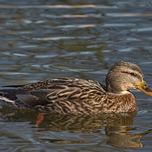 10 smarte tips til at knække krydsordskoden