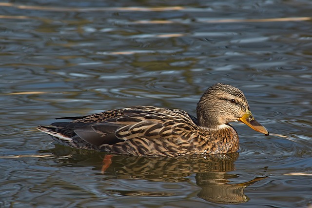 10 smarte tips til at knække krydsordskoden