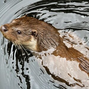 Mårens natlige eventyr: Hvorfor vælger de netop bilmotoren?