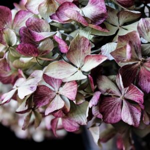 The History and Symbolism of Hydrangeas: From Japan to Your Garden