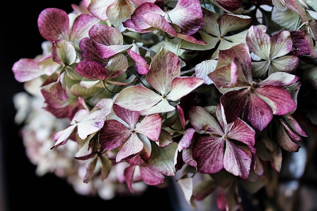 The History and Symbolism of Hydrangeas: From Japan to Your Garden