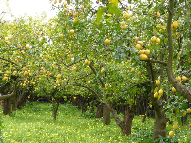 De 5 bedste citrontræsorter til at dyrke derhjemme