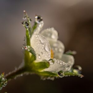 Fra Plastik til Perfektion: J-Line's Kunstartede Blomster