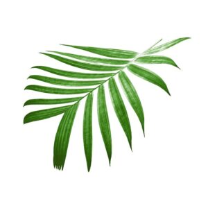 Stor eller lille? Sådan vælger du den perfekte Monstera fra Kare Design til din bolig