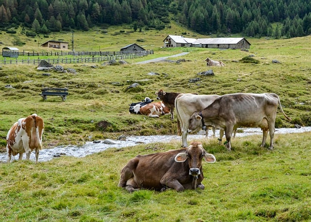 Få styr på mosproblemet i din græsplæne