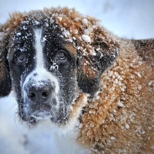 Hvordan træner du din hund til at bruge en hunderampe?