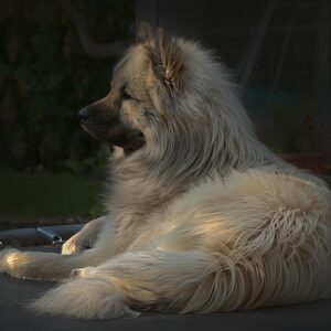 Gør-det-selv-guide: Sådan nedgraver du din trampolin trin for trin