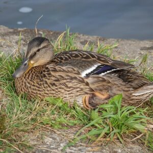 Lær at tænke som en krydsordsmager – hemmelighederne bag løsningen