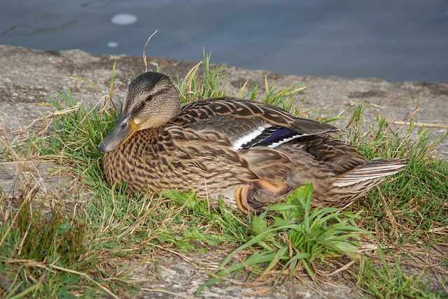 Lær at tænke som en krydsordsmager – hemmelighederne bag løsningen
